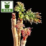 トゲ無し赤芽タラの木：七島タラノキ4号ポット（株分け2年生苗）[隠れた山菜の逸品！] ノーブランド品
