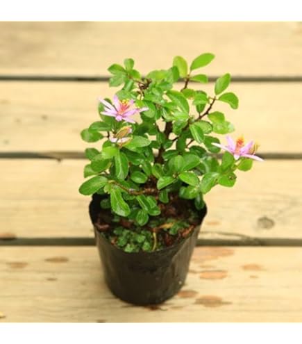 Amazon | 小品盆栽：睡蓮木(瀬戸焼濃藍丸 鉢）*すいれんぼく 鉢花