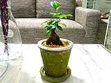 ガジュマル 観葉植物 鉢植え インテリア ガジュマルの木 グリーンポット