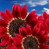 15pcs Flowers Fortune Sunflower Fortune Sunflower Seeds Flowers Seeds Red Sun Fortune Bloom Garden S