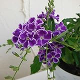 デュランタ：宝塚（タカラヅカ）3.5号ポット 3株セット[涼しげな紫の夏の花！] ノーブランド品