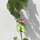 ぶどう 苗木 ナイヤガラ 12cmポット苗 ブドウ 苗 葡萄