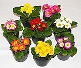 花市場直送便 花苗・ジュリアンMIX【14入】