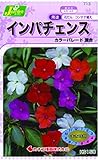 カネコ種苗 草花タネ713 インパチェンスカラーパレード 混合 10袋セット