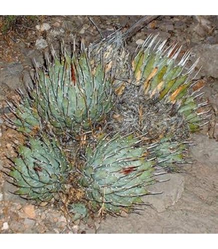 Amazon.co.jp: アガベ ボーチンブルー 苗 10号 観葉植物 アテナータ