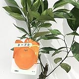 オレンジ 苗木 ネーブル 13.5cmポット苗 オレンジ苗