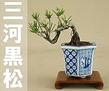 いよじ園 【】 黒松 ミニ盆栽 【松柏盆栽】 ▼商品番号をご選択ください,7