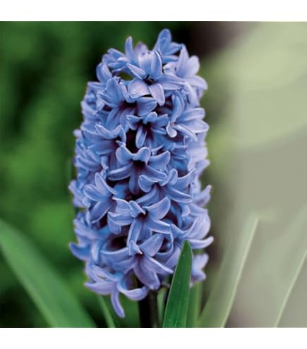 Amazon.co.jp: 選べる花色「 ヒヤシンス 球根 【 紫花(ブルー