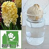 ヒヤシンスの水栽培セット：シティーオブハーレム（黄）とガラスポットショート[ジャンボ球] ノーブランド品