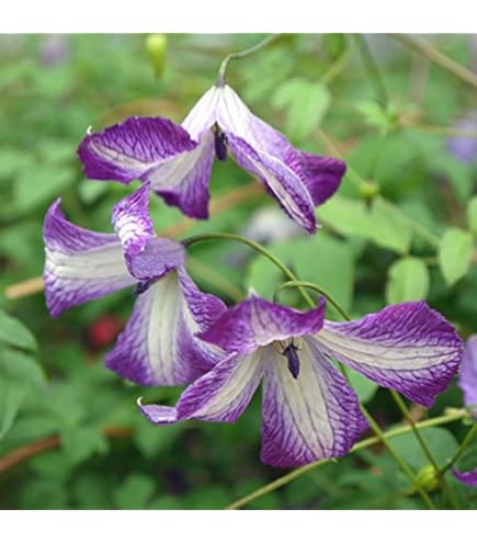 Amazon.co.jp: クレマチス ザ プレジデント 12cm苗 紫 【ラヌギノーサ