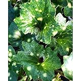 ツワブキ：技芸天（ぎげいてん）5号鉢植え[春だけ白絞縞が出る紅葉葉蛍タイプ]