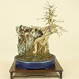 楓 / カエデ 小葉性 石付（貴風盆栽） 【雑木盆栽】いよじ園