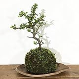 苔玉 長寿梅の苔玉