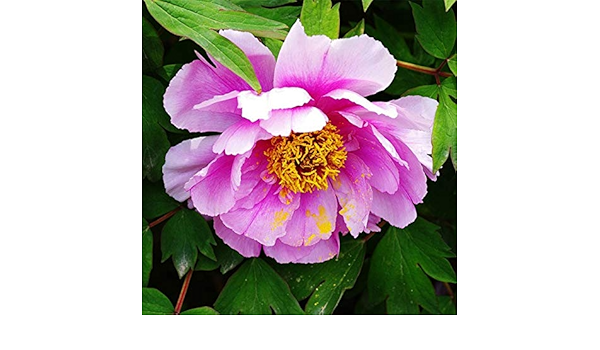 Amazon Co Jp 花中国の固有の特殊植物の中国の国花牡丹中国の芳香族王の10の小品aシリーズ Diy 工具 ガーデン