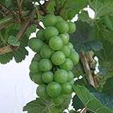 【ノーブランド品】ワイン用ぶどう：シャルドネ6号ポット[白ワインの代表的な品種]