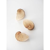 Amazon.co.jp: 【貝殻の問屋さん】タコブネ【4cm前後/1個】貝