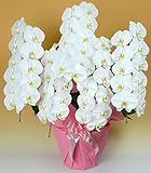 【胡蝶蘭専門店はなやか】 胡蝶蘭 白大輪 5本立ち 55輪以上 ギフト 生花 生産直売 ※ラッピング、札は『ギフト設定』をしてください