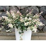 ハツユキカズラ(初雪葛 大株) ハンギング コンテナ カラーリーフ 植木 苗木 常緑つる性低木