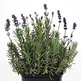 ☆宿根草 ハーブ ラベンダー ミニブルー １株