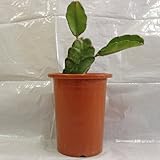 ドラゴンフルーツ苗　(赤実)　挿木苗　中サイズ