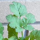 パクチー（コリアンダー）つまんでキッチンハーブ2ポットセット つまんで！お手軽キッチンハーブ