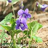 山野草:タチツボスミレ (立壺菫) 9cmポット仮植え苗【紫桜館山の花屋】