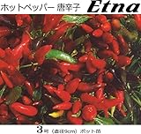 ホットペッパー（トウガラシ）Etna 9cmポット苗 ３ポットセット