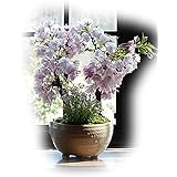 盆栽 桜盆栽自宅でお花見ができる桜盆栽です
