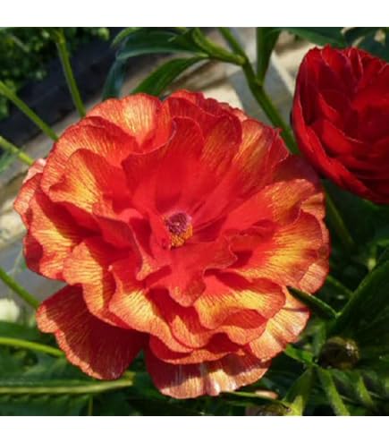 Amazon.co.jp: ラナンキュラス：ラックス エリス3.5-4号ポット[光沢の