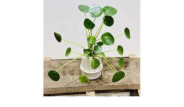 Amazon 観葉植物 ピレア ペペロミオイデス 鉢植え 受皿付 パンケーキプランツ 受皿 Amazon 観葉植物 ピレア ペペロミオイデス 鉢植え 受皿付 パンケーキプランツ 受皿