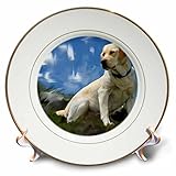 CP _ 3986 Dogs Labrador Retriever – ラブラドールレトリバー – プレート 8 inch Porcelain Plate cp_3986_1