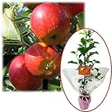 苗木ギフト：リンゴ：アルプス乙女「特別なあなたへ」カード付[記念樹] ノーブランド品