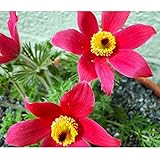 70pcs Pulsatilla種子、Pasque花種子希少なVulgarisハイブリッドアネモネ多年生盆栽庭植物リビングルームの花ホーム家庭植物種子