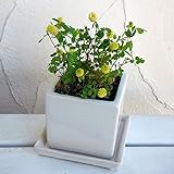 ラッキークローバーの鉢植え*