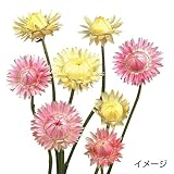 国華園　花たね　切花向き　帝王貝細工　アトラクション混合　1袋(100粒)【※発送が国華園からの場合のみ正規品です】
