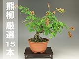 いよじ園 熊柳/クマヤナギ（厳選15本）【小品盆栽】【実物盆栽】