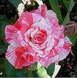 1 Pcs Real Thailand Adenium Obesum Seeds Home Garden Bonsai Rare Garden Ornaments Flower Pots Plante