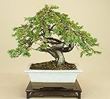 いよじ園 【】 杜松 / トショウ 山取木 貴風盆栽 （松柏盆栽 いよじ園）