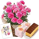 長崎心泉堂 母の日 花とお菓子 鉢植え カーネーション フラワー ギフト プレゼント 4号 ピンク 和菓子 母の日カステラ セット MD12