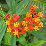 100 SUNSET / BLOOD FLOWER Scarlet Milkweed - Asclepias Curassavica Seeds *Comb S/H by Seedville