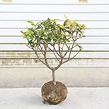 庭木・植木：沈丁花(ジンチョウゲ) 赤花　根巻（地中ポット）