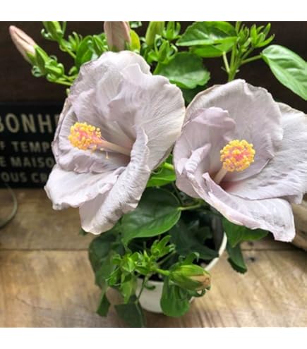 ハイビスカスNEWロングライフ・アドニスホワイト ハイビスカス（ニューロングライフ）：アドニスホワイト 5号