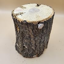 Amazon | 【九州産椎茸原木・良質クワガタ産卵木】 クヌギ材 M