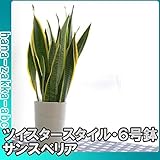 サンセベリア(サンスベリア・トラノオ) 6号鉢・ツイスタースタイル (白鉢)