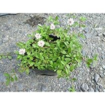 ヒメイワダレソウ（リピア）キッドセット Amazon.co.jp: 【84本セット】リピア（ヒメイワダレソウ） / 9.0