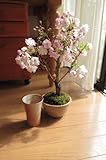 盆栽　桜　　八重桜盆栽　楊貴妃桜　さくらで　自宅でも　お花見ができちゃう　桜盆栽　リビングでお花見