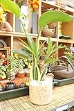 【業界初!!!!　純国産ひのきを使用した観葉植物。お部屋に広がるひのきの香りで癒しの空間に。】　ハイドロカルチャー　観葉植物　寄せ植え3種　クリア5号　ひのき