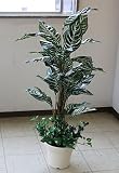 山久 シルクフラワーの「ゼブラ」110　1107-0798 【CT触媒加工】 snb 【観葉植物】【造花】