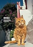 岩合光昭 ねこ diary &schedule 2021
