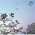嘘(初回限定盤A)